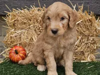 Silas, a male Goldendoodle for sale in Boyden, IA – 3 of 10