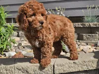 Felicia , a female Cockapoo for sale in Boyden, IA – 6 of 10