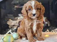 Gari, a male Cavapoo for sale in Boyden, IA – Photo 3 of 10