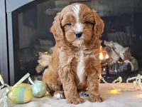 Gari, a male Cavapoo for sale in Boyden, IA – Photo 1 of 10