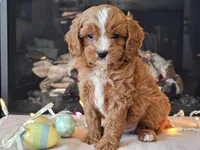 Gari, a male Cavapoo for sale in Boyden, IA – Photo 10 of 10