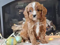 Gari, a male Cavapoo for sale in Boyden, IA – Photo 7 of 10