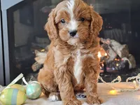 Gari, a male Cavapoo for sale in Boyden, IA – Photo 4 of 10