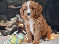 Gari, a male Cavapoo for sale in Boyden, IA – Photo 8 of 10