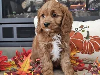 Ricky, a male Cavapoo for sale in Boyden, IA – 7 of 10