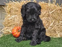 Sheldon, a male Goldendoodle for sale in Boyden, IA – 10 of 10
