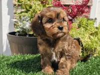 Gianna , a female Cavapoo for sale in Boyden, IA – 3 of 10