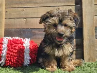 Laszlo, a male Yorkipoo for sale in Boyden, IA – 5 of 10