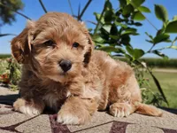 Isabella , a female Havapoo for sale in Boyden, IA – 4 of 10