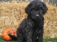 Sage, a female Goldendoodle for sale in Boyden, IA – 10 of 10