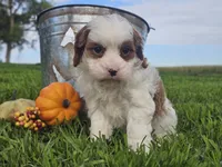Omira, a female Cavapoo for sale in Boyden, IA – 10 of 10