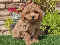 Daika, a female Poodle - Miniature  for sale in Boyden, IA – 9 of 10