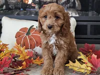 Renee, a female Cavapoo for sale in Boyden, IA – 10 of 10