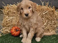 Silas, a male Goldendoodle for sale in Boyden, IA – 7 of 10