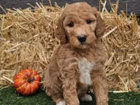 Serenity , a female Goldendoodle for sale in Boyden, IA – 4 of 10