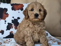 Jax, a male Miniature Goldendoodle for sale in Boyden, IA – 10 of 10