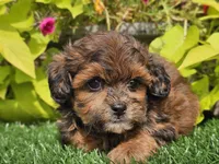 Neo, a male Shihpoo for sale in Boyden, IA – 6 of 10