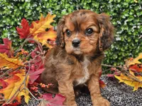 Tucker, a male Cavapoo for sale in Boyden, IA – 6 of 10