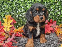 Teddy, a male Cavapoo for sale in Boyden, IA – 5 of 10