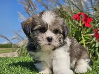 Emelia , a female Shorkie for sale in Boyden, IA – 4 of 10