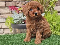 Destiny, a female Poodle - Miniature  for sale in Boyden, IA – 6 of 10