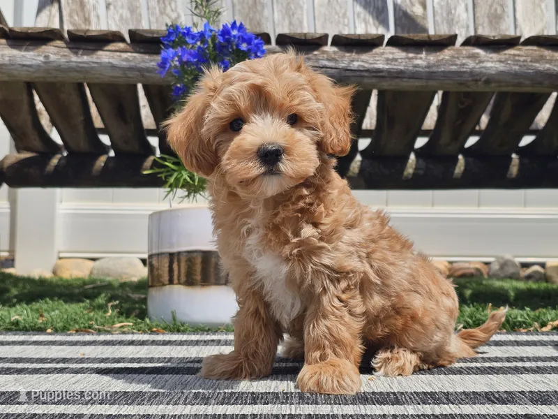 Piko – Maltipoo puppy for sale in Boyden, IA