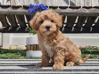 Piko, a male Maltipoo for sale in Boyden, IA – 1 of 10