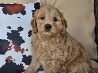 Jax, a male Miniature Goldendoodle for sale in Boyden, IA – 2 of 10