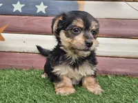 Krissy, a female Morkie for sale in Boyden, IA – 7 of 10