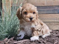 Raija, a female Havapoo for sale in Boyden, IA – 6 of 10