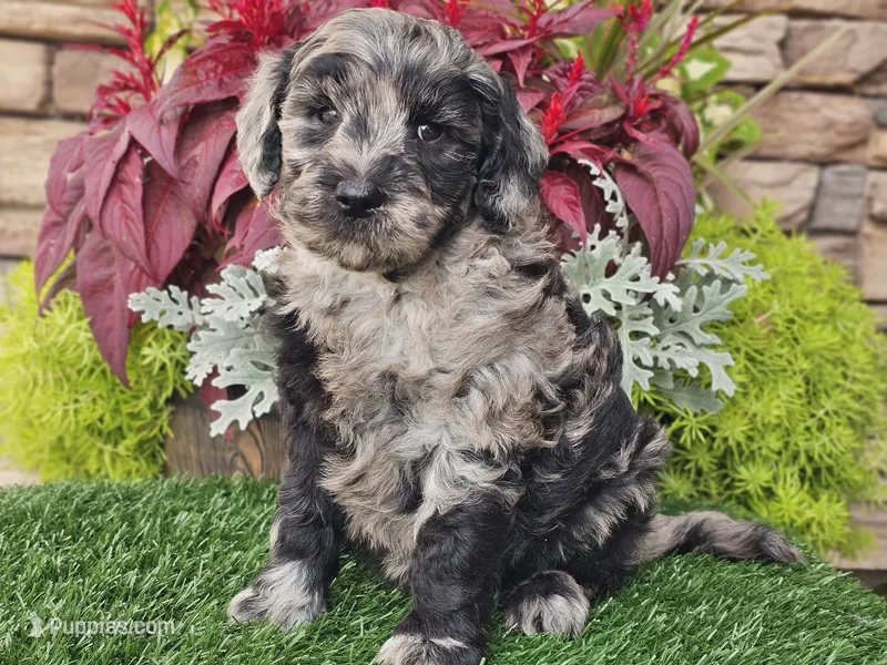 Waves, a female Goldendoodle for sale in Boyden, IA – 1 of 10