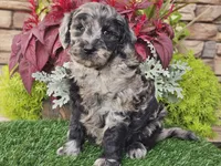 Waves, a female Goldendoodle for sale in Boyden, IA – 1 of 10