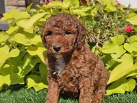 Phoenix , a male Poodle - Miniature  for sale in Boyden, IA – 4 of 10