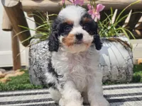 Truman, a male Cavapoo for sale in Boyden, IA – 6 of 10