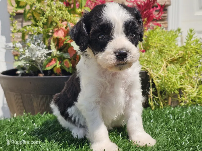 Gilbert  – Cavapoo puppy for sale in Boyden, IA