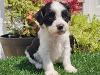 Gilbert , a male Cavapoo for sale in Boyden, IA – 1 of 10