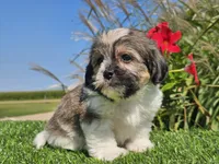 Ella, a female Shorkie for sale in Boyden, IA – 8 of 10