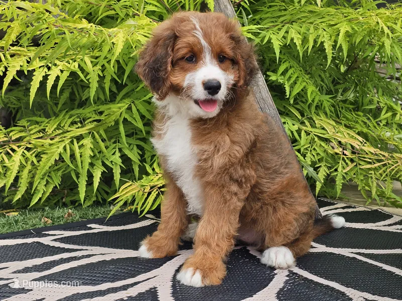 Sailor – Miniature Bernedoodle puppy for sale in Boyden, IA