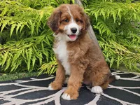 Sailor, a female Miniature Bernedoodle for sale in Boyden, IA – 1 of 9