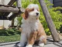 Halli, a female Miniature Aussiedoodle for sale in Boyden, IA – 6 of 10