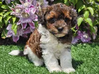 Scotty, a male Havapoo for sale in Boyden, IA – 4 of 10