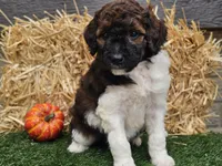 Sasha, a female Goldendoodle for sale in Boyden, IA – 7 of 10