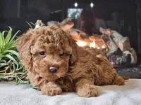 Kai, a female Cavapoo for sale in Boyden, IA – 4 of 10