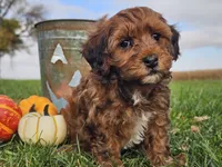 Buster, a male Havapoo for sale in Boyden, IA – 6 of 10