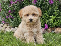 Sunny, a male Havapoo for sale in Boyden, IA – 3 of 9