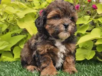Nova, a female Shihpoo for sale in Boyden, IA – 3 of 10