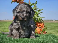 Janko, a male Miniature Aussiedoodle for sale in Boyden, IA – 8 of 10