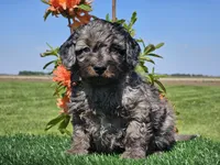 Janko, a male Miniature Aussiedoodle for sale in Boyden, IA – 5 of 10