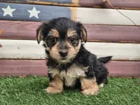 Krissy, a female Morkie for sale in Boyden, IA – 5 of 10