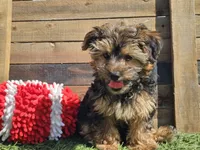 Laszlo, a male Yorkipoo for sale in Boyden, IA – 3 of 10